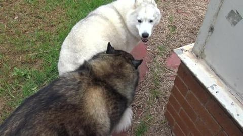 Wolf & Tikaani do a quick inspection