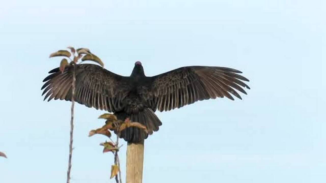 Watch turkey vultures soak up the sunshine near the Cosumnes River
