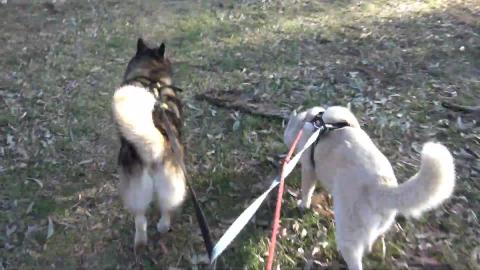 Husky & Malamute take a walk & I paid $90 to turn on a sw...