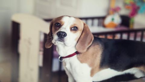 Why You Should Get a Beagle Dog - Funny and Cute Compilat...