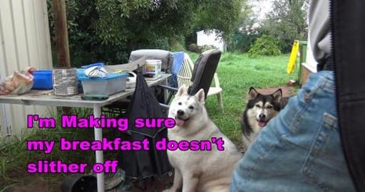 Healthy breakfast for a husky