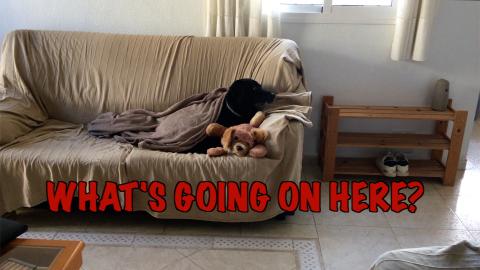 Percy the Labrador Whats Happening