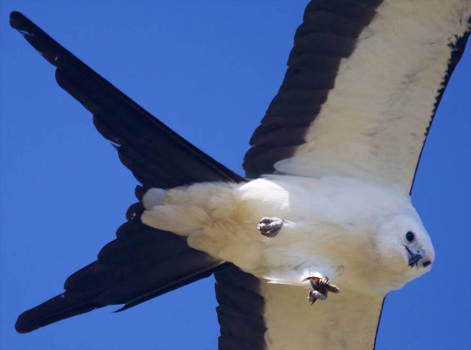 Swallowtailed kites put on dramatic flying displays in Allendale, SC
