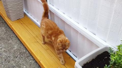 Elvis came to meet his new neighbour