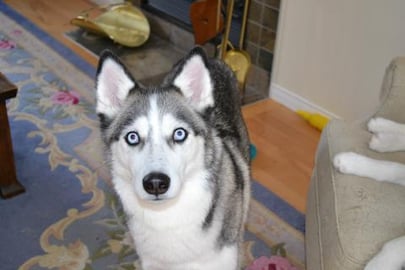 Husky Eating Breadsticks – Super Crunchy | Funny Dogs V...