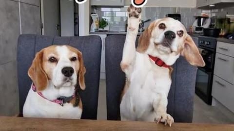 These Are Two Types Of Beagles: Funny Dog Video