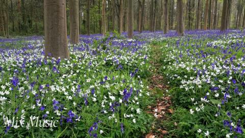 Fields in Bloom | Relax & Uplift with Mix Music