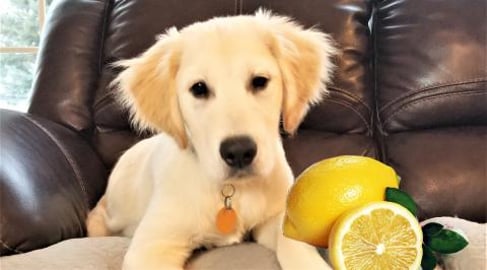 Does Funny Puppy Like Lemons????