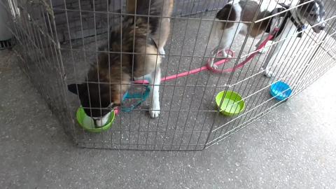 Wolf  the Husky having a puppaccino
