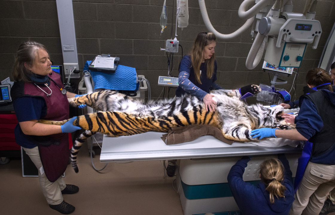 The veterinarian team at Point Defiance Zoo in had their hands