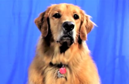 Dogs Butterfly Adventure!