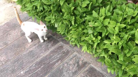 Timmy Cat few lovely memorable movements || Part 17 ||