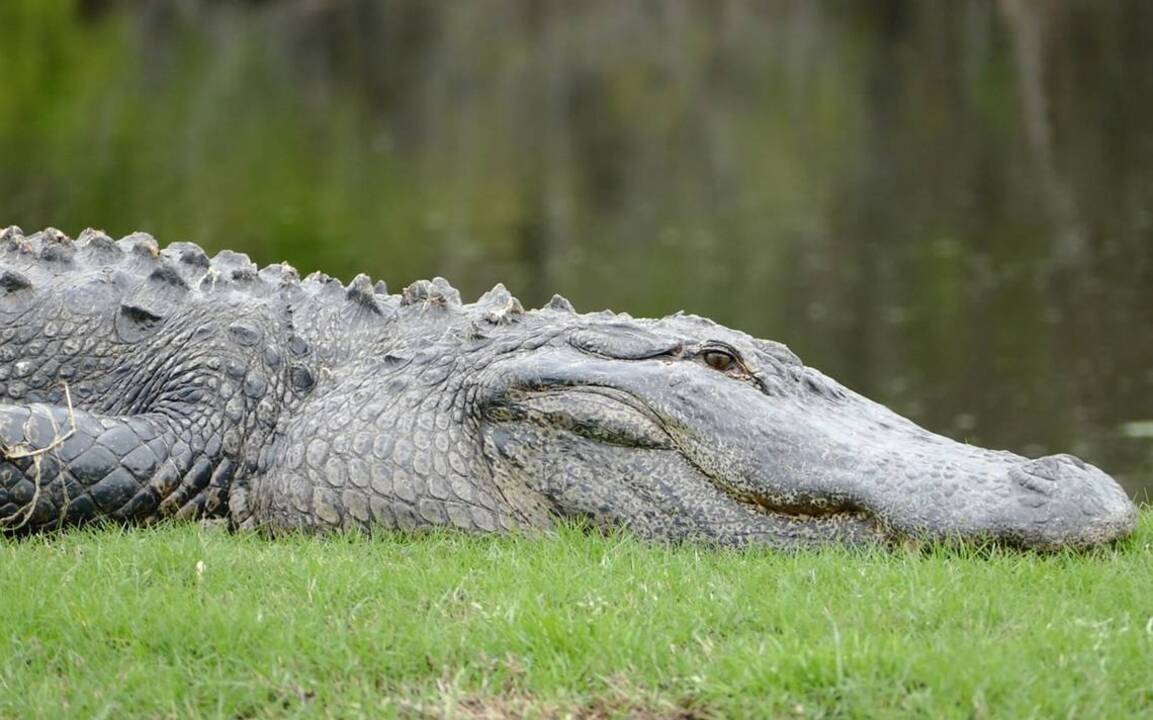 Hilton Head Sc Sun City Woman Attacked By Alligator Hilton Head Island Packet 7352