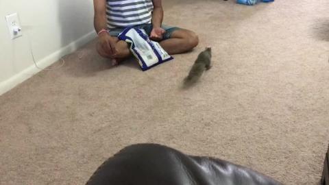 Cute Squirrel sitting on lap and eating corn