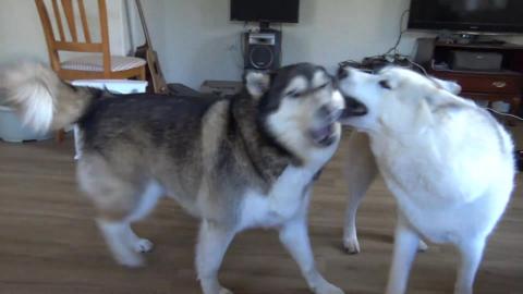 How my boy Husky demand food whilst girl askes