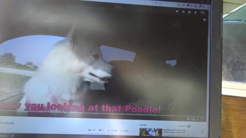 Was Tonka checking out the Poodle Wolf and Tikaani have a...