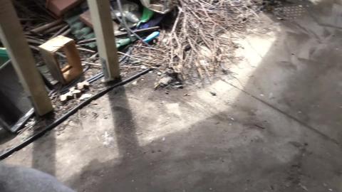 Husky Tikaani losses her car & Malamute Wolf sun baking
