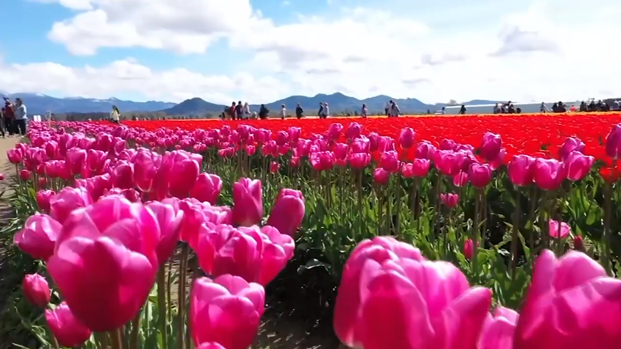 Skagit Valley tulip fields to open, festival events altered ...