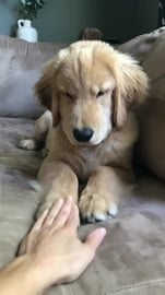 Booping My Dog Too Many Times