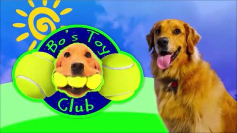 Funny Golden Retriever Gets A Bunch Of Tennis Balls!