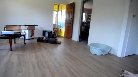 What do your dogs do at home