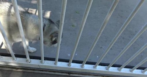 Hot Husky's and a lost shopping trolly