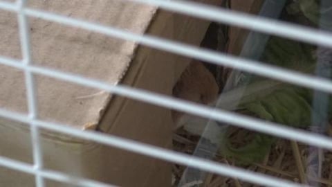 Guinea Pigs fight over lettuce whilst Husky they are a sn...