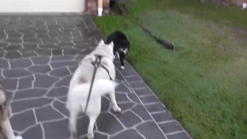 Cat doesn't want to play with a Husky & Malamute