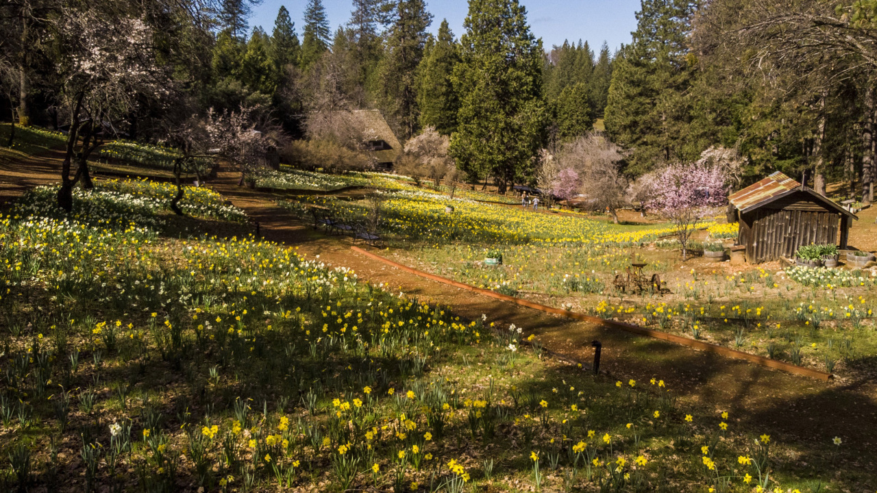 Daffodil Hill closed rest of week due to rain in forecast Sacramento Bee