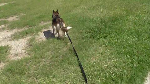 Got Wolf the Husky a long lead for walks pt 3
