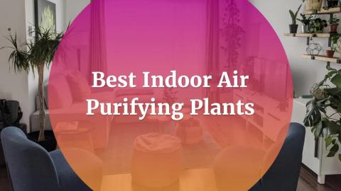 Best_Indoor_Air_Purifying_Plants