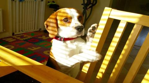 Smart Beagle Dog Wants To Trade Stolen Toy For Breakfast