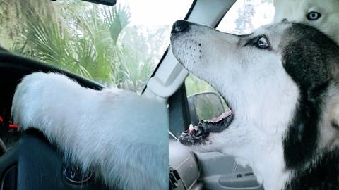 What made Malamute Go CRAZY & Honk The Horn?!
