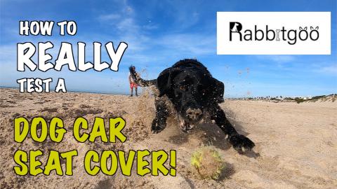 Our Dog Percy the Labrador tests out The Rabbitgoo Dog Ca...