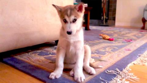 Husky Crazy Paws - Funny Puppy | Funny Dogs Video 