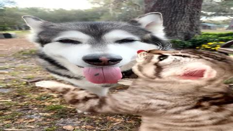 Kitty Kisses Malamute