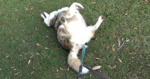 Upsidedown Wolf, Bue Heeler friend & clucky Husky