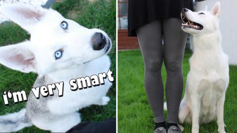 How Smart and Cute can a Husky be?