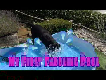 Percy the Labrador reacts to his first Paddling Pool