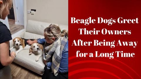Beagle Dogs Greet Their Owners After Being Away for a Lon...