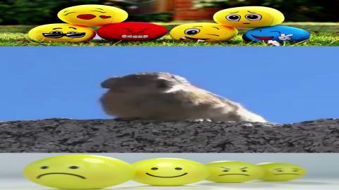 I'm not the BOSS because I'm always right!