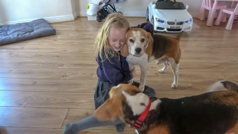 Happy Beagle Dogs Welcoming Children Home