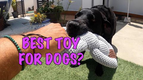 Percy the Labrador recieves an PROZADAHAO Interactive Dog...