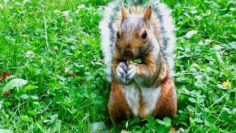 Charlie the Squirrel is doing Silly Jump and Pirouettes /...