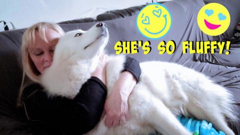  Husky Is The Best Blanket