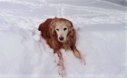Funny Old Golden Retriever Dog Gets Stuck In A Snow Drift...