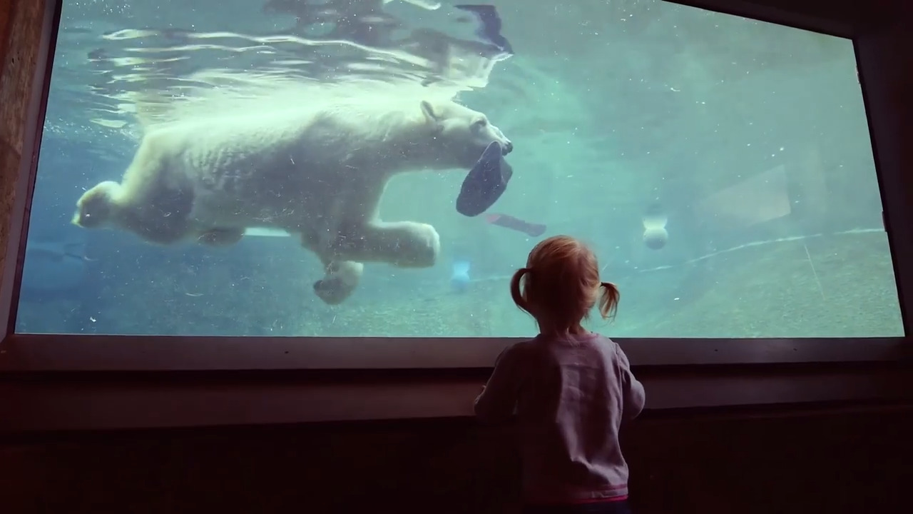 Boris, world's oldest known polar bear, dies at Point Defiance Zoo