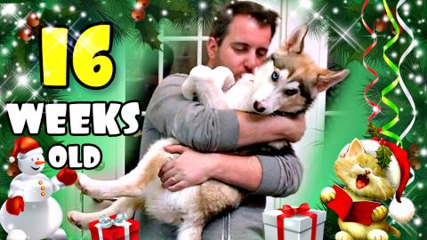 16 Weeks Old Husky Puppy: Day by Day | Funny Dogs Video 