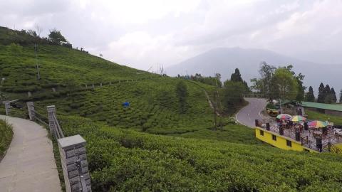 Inside Temi Tea Garden | Sikkim