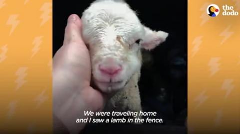 Orphaned Lamb Runs to His Favorite Toddler Like a Dalmati...